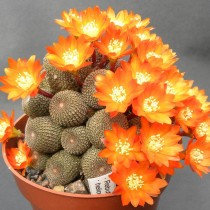 Ребуция солнечая (Rebutia heliosa) Ребуция солнечая (Rebutia heliosa)