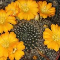 Ребуция Марсонера (Rebutia marsoneri) Ребуция Марсонера (Rebutia marsoneri)