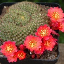 Ребуция крошечная (Rebutia minuscula) Ребуция крошечная (Rebutia minuscula)