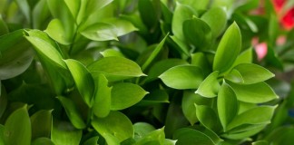 Иглица (Ruscus)