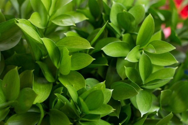 Иглица (Ruscus) Иглица (Ruscus)