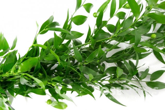 Иглица (Ruscus) Иглица (Ruscus)