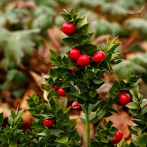 Иглица колючая, или Иглица понтийская (Ruscus aculeatus) Иглица колючая, или Иглица понтийская (Ruscus aculeatus)