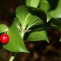 Иглица подъязычная (Ruscus hypoglossum) Иглица подъязычная (Ruscus hypoglossum)