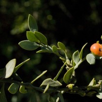Иглица подлистная (Ruscus hypophyllum) Иглица подлистная (Ruscus hypophyllum)