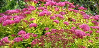 Спирея японская (Spiraea japonica)
