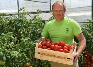 Урожай томатов селекции Агрофирмы ПОИСК.