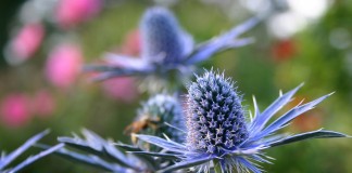 Синеголовник, или Эрингиум (Eryngium)