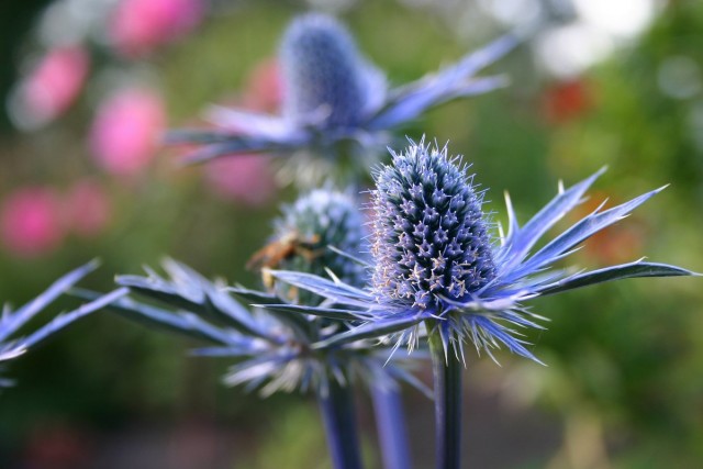 Синеголовник, или Эрингиум (Eryngium) Синеголовник, или Эрингиум (Eryngium)