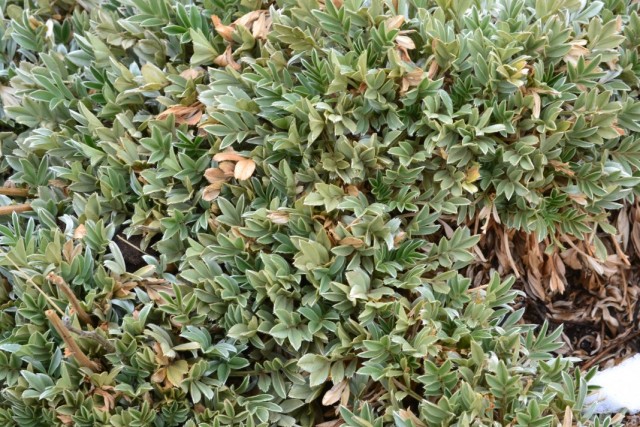 Ацена сверкающая (Acaena splendens) Ацена сверкающая (Acaena splendens)