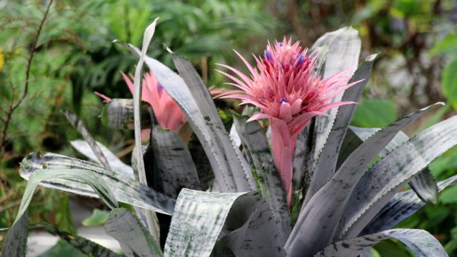 Эхмея полосатая (Aechmea fasciata) Эхмея полосатая (Aechmea fasciata)