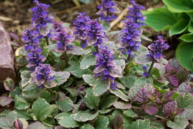 Живучка ползучая (Ajuga reptans) Живучка ползучая (Ajuga reptans)