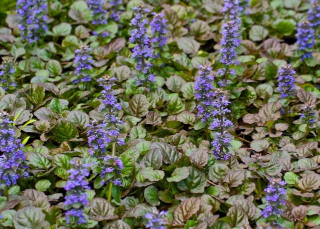 Живучка ползучая (Ajuga reptans) Живучка ползучая (Ajuga reptans)
