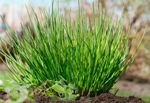 Лук скорода, или шнитт-лук (Allium schoenoprasum)