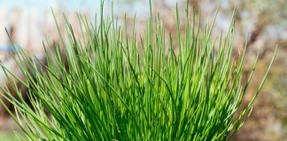 Лук скорода, или шнитт-лук (Allium schoenoprasum)