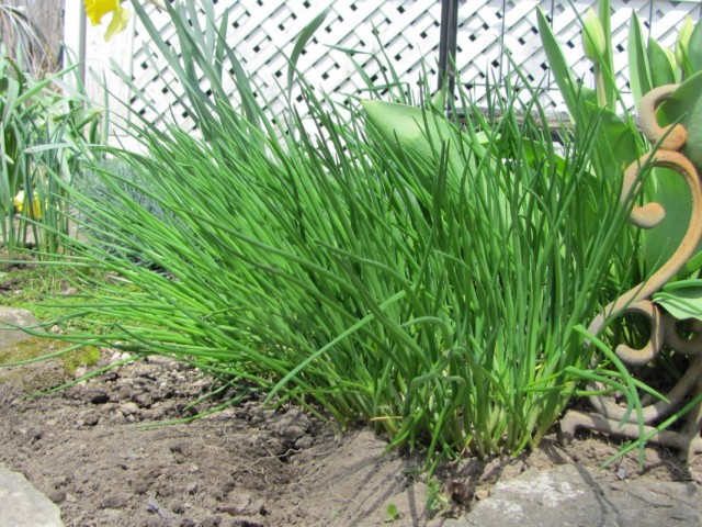 Лук скорода, или шнитт-лук (Allium schoenoprasum) Лук скорода, или шнитт-лук (Allium schoenoprasum)