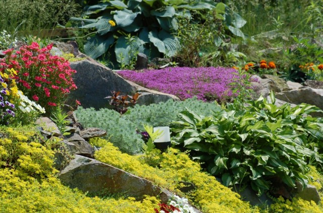 Почвопокровные, декоративнолиственные растения для альпийской горки