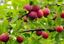 Алыча, или Слива растопыренная, или Слива вишненосная (Prunus cerasifera)