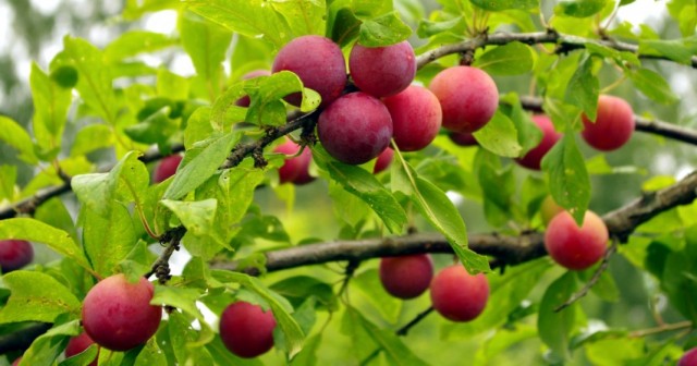Алыча, или Слива растопыренная, или Слива вишненосная (Prunus cerasifera)