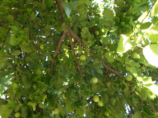 Плоды алычи сорта несмеяна на дереве