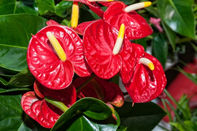Антириум (Anthurium) Антириум (Anthurium)