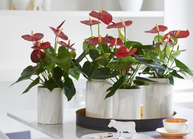 Антириумы (Anthurium) Антириумы (Anthurium)