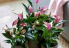 Антириумы (Anthurium)