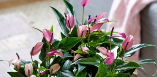 Антириумы (Anthurium)