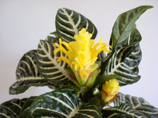 Афеландра оттопыренная (Aphelandra squarrosa) Афеландра оттопыренная (Aphelandra squarrosa)