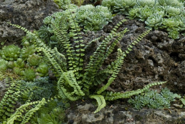 Костенец волосовидный (Asplenium trichomanes) Костенец волосовидный (Asplenium trichomanes)