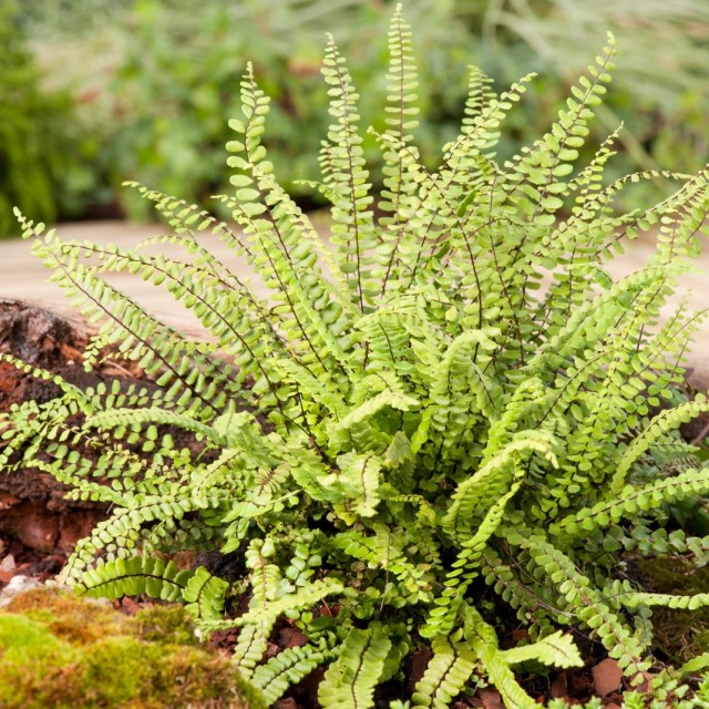 Костенец волосовидный (Asplenium trichomanes) Костенец волосовидный (Asplenium trichomanes)