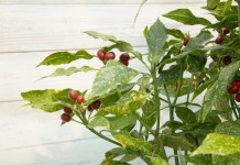 Аукуба японская (Aucuba japonica)