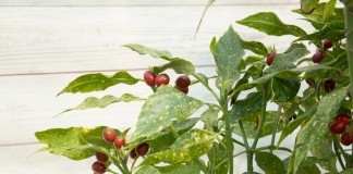 Аукуба японская (Aucuba japonica)