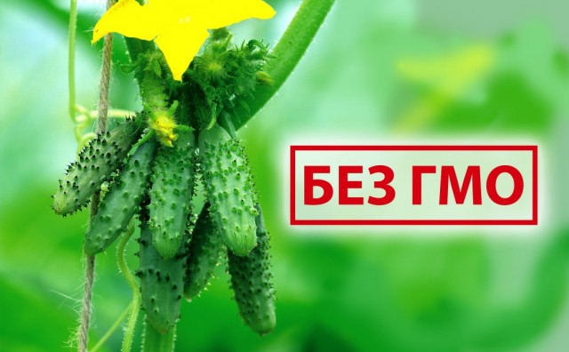 Так что же такое партенокарпия, гибриды и ГМО?