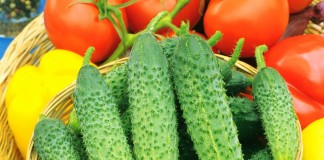 Что такое партенокарпия, гибриды и ГМО