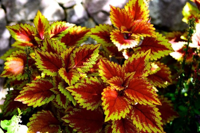 Колеус комнатный