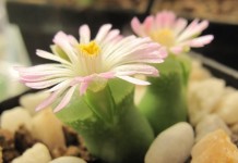 Конофитум (Conophytum devium)