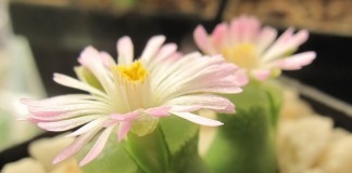 Конофитум (Conophytum devium)