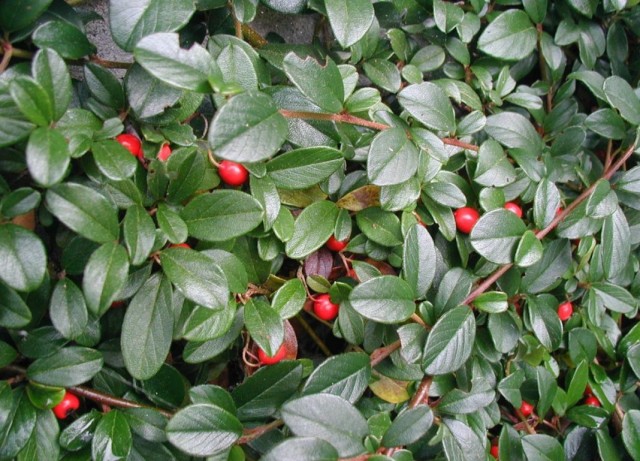 Кизильник Даммера (Cotoneaster dammeri) Кизильник Даммера (Cotoneaster dammeri)