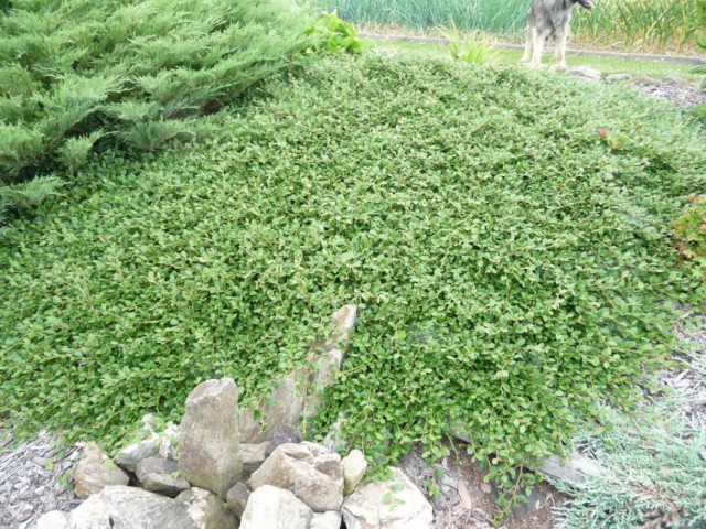 Кизильник Даммера (Cotoneaster dammeri) Кизильник Даммера (Cotoneaster dammeri)