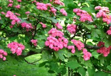 Боярышник обыкновенный, или боярышник колючий (Crataegus laevigata)