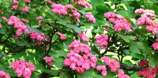 Боярышник обыкновенный, или боярышник колючий (Crataegus laevigata)