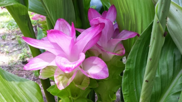 Куркума цедоария (Curcuma zedoaria) Куркума цедоария (Curcuma zedoaria)