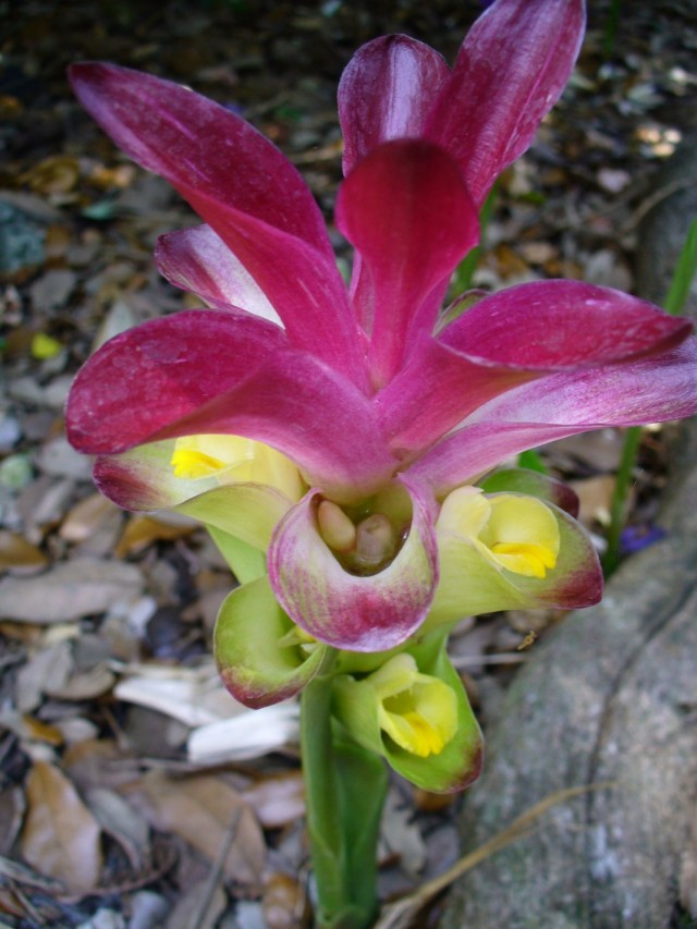 Куркума цедоария (Curcuma zedoaria) Куркума цедоария (Curcuma zedoaria)