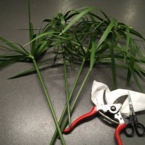 Нарезаем черенки циперуса для укоренения Нарезаем черенки циперуса для укоренения