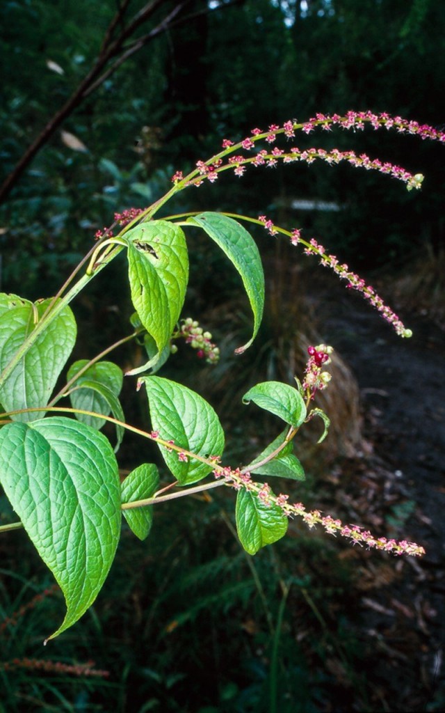 Деергиния амарантоидная (Deeringia amaranthoides) или Деергиния ягодоносная (Deeringia baccata)