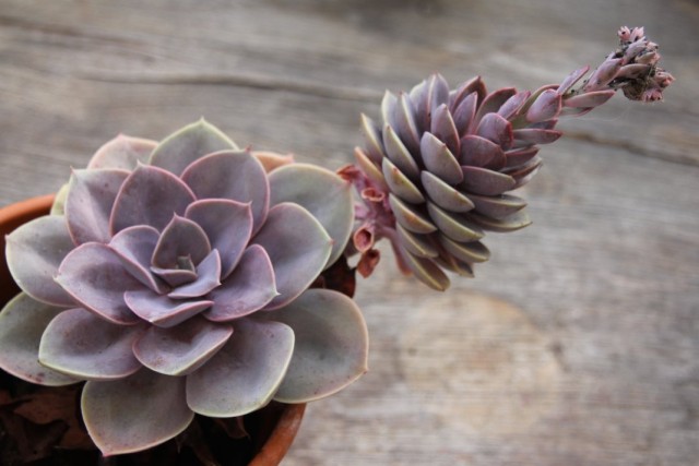 Эхеверии (Echeveria)