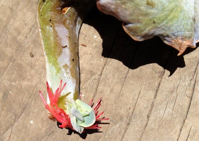 Укоренившаяся и тронувшаяся в рост листовая пластинка эхеверии