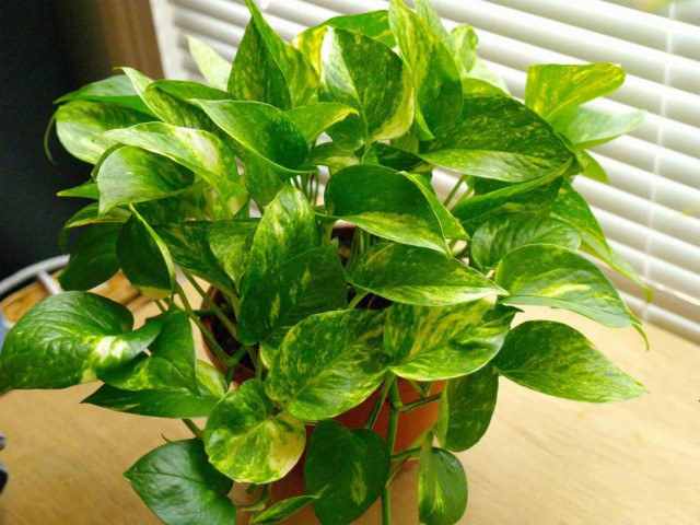 Эпипремнум золотистый (Epipremnum aureum) Эпипремнум золотистый (Epipremnum aureum)