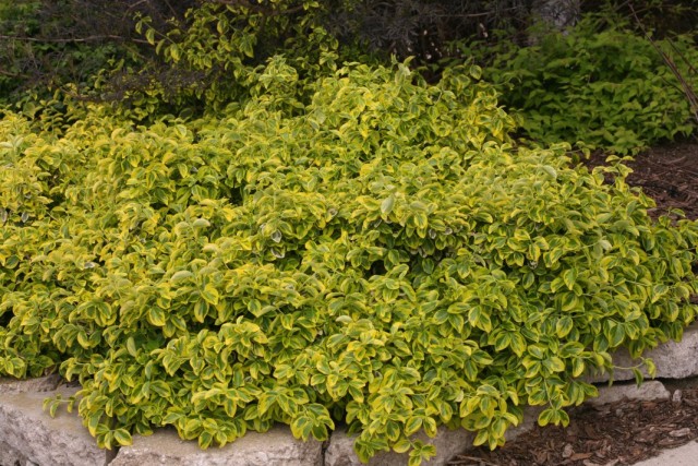 Бересклет Форчуна (Euonymus fortunei) Бересклет Форчуна (Euonymus fortunei)